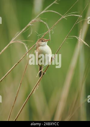 Die lokalen Schilfkrautmaler sammeln noch Nestmaterial, aber einige sind möglicherweise bereits auf Eiern. Stockfoto