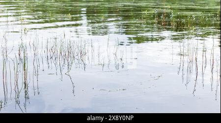 Natürliches Panorama Hintergrundfoto mit Blumen von Lobelia dortmanna, Dortmanns Kardinalblume oder Wasser Lobelia Stockfoto