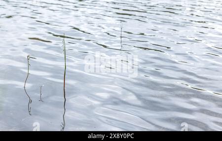 Natürliches Hintergrundfoto mit Blumen von Lobelia dortmanna, Dortmanns Kardinalblume oder Wasser-Lobelia Stockfoto