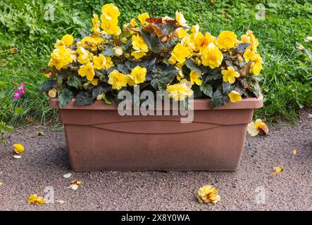 Gelbe Begonia-Blüten wachsen in braunem Topf im Garten, dekorative Topfblüten Nahaufnahme Foto mit selektivem Fokus. Begonia ist eine Gattung der Stauden Stockfoto