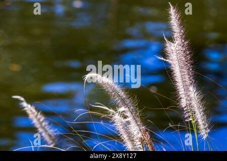 Küstengras und verschwommener See-Wasser-Hintergrund. Cenchrus setaceus, allgemein bekannt als purpurpurroter Springrass Stockfoto