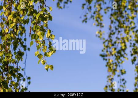 Birkenblätter und -Blüten sind an einem sonnigen Sommertag über einem verschwommenen blauen Himmel. Nahaufnahme mit selektivem Fokus Stockfoto