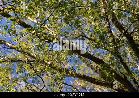 Birkenzweige stehen an einem sonnigen Sommertag unter blauem Himmel. Nahaufnahme mit selektivem Fokus Stockfoto