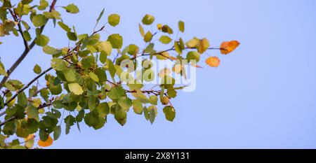 Aspen-Baumzweig mit grünen gelben Blättern ist auf dem Hintergrund des blauen Himmels. Natürliches Panoramafoto mit selektivem Weichfokus. Populus tremula Stockfoto