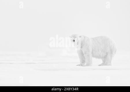 Wilde Kunst. Schwarz-weiß-Kunstfoto von Eisbären auf treibendem Eis in Arktis-Svalbard. Tierkampf im weißen Schnee. Arktisches weißes Foto, Natur Wil Stockfoto