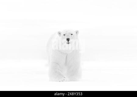 Wilde Kunst. Schwarzweiß-Kunstfoto von zwei Eisbären, die auf dem driftenden Eis im arktischen Svalbard kämpfen. Tierkampf im weißen Schnee. Stockfoto