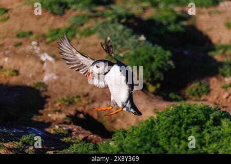 Ein im Flug befindlicher Atlantischer Papageientaucher (Fratercula arctica) landet auf Skomer, einer Insel an der Küste von Pembrokeshire in Wales, Großbritannien, die für ihre Tierwelt berühmt ist Stockfoto