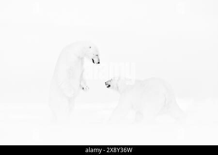 Wilde Kunst. Schwarzweiß-Kunstfoto von zwei Eisbären, die auf dem driftenden Eis im arktischen Svalbard kämpfen. Tierkampf im weißen Schnee. Stockfoto