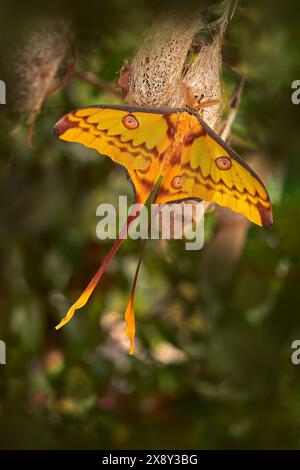 Madagaskische Mondmotte mit großem Kokon in grünem Vegetatin. Kometenmotte, Argema mittrei, großer gelber Schmetterling im natürlichen Lebensraum, Andasibe Mantadia NP Stockfoto