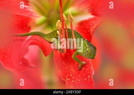 Chamäleon in roter Blume blüht. Das Chamäleon Furcifer willsii von Wills im Habitat, Andasibe-Mantadia NP in Madagaskar. Eidechse in Blüte. Madagaskar wi Stockfoto