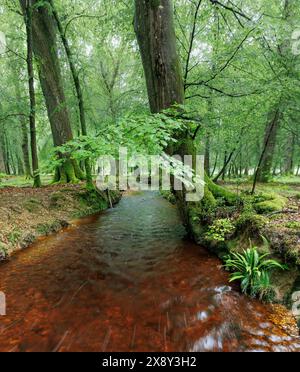 Ein ruhiger kleiner Fluss fließt durch den üppigen New Forest in Hampshire, Großbritannien, mit überhängenden Buchenblättern und einem Farn im Vordergrund Stockfoto