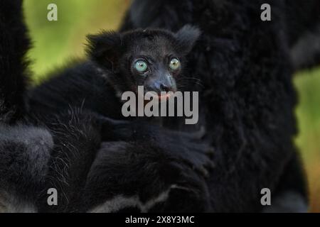 Jungtier-Baby im schwarzen Pelzmantel. Indri, Affe mit jungen Babe-Jungen in Kirindy Forest, Madagaskar. Lemuren im Naturhabitat. Sifaka auf t Stockfoto