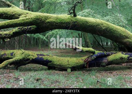 Ein umgefallener Baum im New Forest, Hampshire, Großbritannien, mit zwei großen schwarzen Stämmen, aber mit Moos bedeckt, mit dichtem Wald im Hintergrund Stockfoto