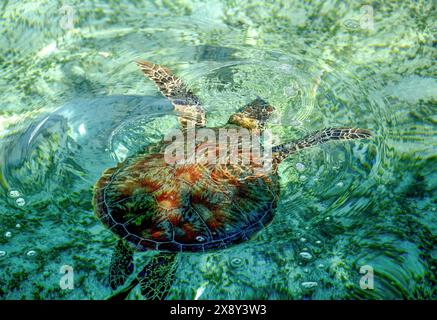 Draufsicht auf die grüne Schildkröte (Chelonia mydas), die im sauberen Meerwasser schwimmt Stockfoto