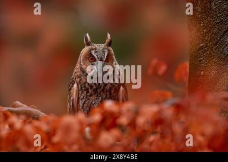 Herbstliche orange Natur. Eule im Orangenwald, gelbe Blätter. Langhaareule mit Orangeneiche im Herbst. Wildtiere aus der Natur, Slowakei, Stockfoto