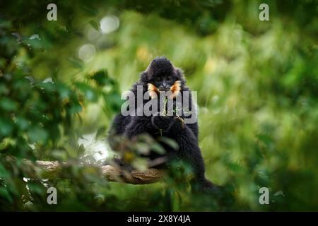 Gelbwangengibbon, Nomascus gabriellae, Affe aus Kambodscha, Laos, Vietnam. Gibbon im natürlichen Lebensraum, grüne Baumvegetation. Black MON Stockfoto