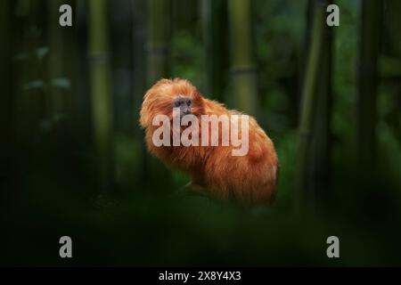 Kleiner goldener Löwe Tamarin auf Bambusbaum in jungen Wildtieren. Goldener Löwe Tamarin, Leontopithecus chrysomelas, Bahía in Brasilien. Niedliches Rot Stockfoto