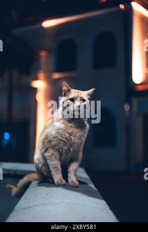 Schöne und süße orangene cаt, die an einer Wand unter einer Straßenlaterne mit orangefarbenen Hintergrundlichtern stehen. Stockfoto