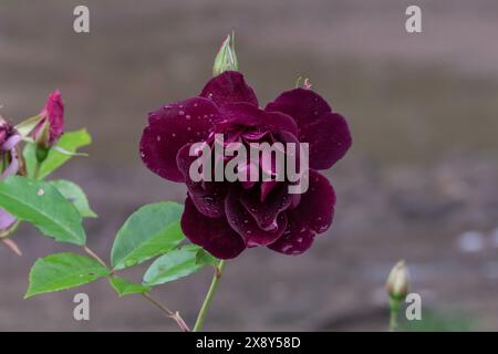 Nancy, Frankreich - Blick auf eine burgunderrote Blume einer rosa in einem botanischen Garten in Nancy. Stockfoto