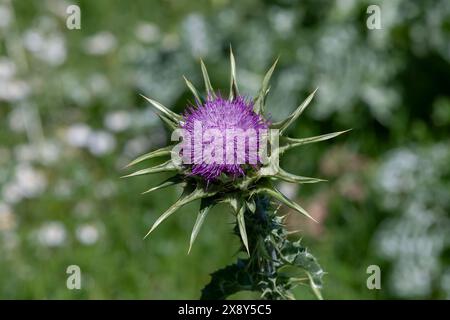 Nancy, Frankreich - Blick auf eine violette Blume von Silybum marianum in einem botanischen Garten in Nancy. Stockfoto