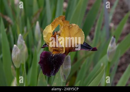 Nancy, Frankreich - Blick auf eine gelbe und burgunderrote Blume von Iris „Orageux“ in einem botanischen Garten in Nancy. Stockfoto
