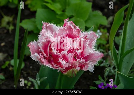 Nancy, Frankreich – im Mittelpunkt steht eine rosa Blume der Tulpe „Queensland“ in einem botanischen Garten in Nancy. Stockfoto