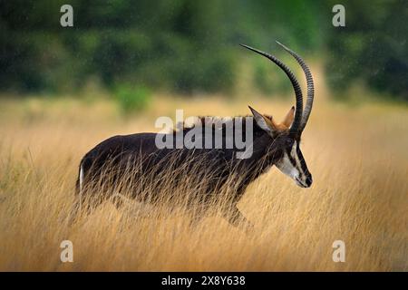 Sable Antilope, Hippotragus niger, Savanna Antilope in Botswana in Afrika gefunden. Detail Porträt von Antilope, Kopf mit großen Ohren und Geweih. Wildtiere Stockfoto