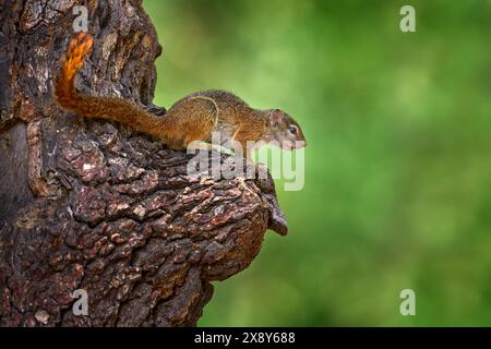 Okavango Delta, Botswana, Afrika. Tierwelt Natur. Baumhörnchen, Paraxerus cepapi chobiensis, Detail eines exotischen afrikanischen Säugetieres auf dem Baum. Stockfoto