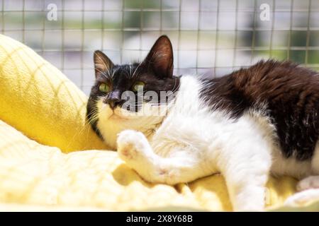 Auf diesem Bild liegt eine schwarz-weiße Katze friedlich auf einer weichen gelben Decke und bietet Komfort und Entspannung Stockfoto