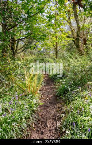 Ein Waldweg mit Bluebells und sich entfaltenden Farnen im Frühling. Wern Woods, Llanddona, Isle of Anglesey, Nordwales, Vereinigtes Königreich, Großbritannien Stockfoto