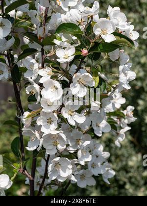 Eine große Gruppe der reinweißen Blüten des Krebsapfels Malus hupehensis Stockfoto