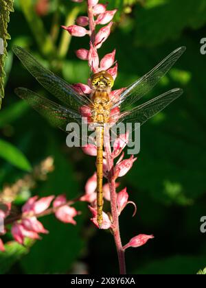 Eine neu entstandene Norfolk-Hawker-Libelle, die in der Sonne auf einer Neillia affinis-Blume ruht Stockfoto