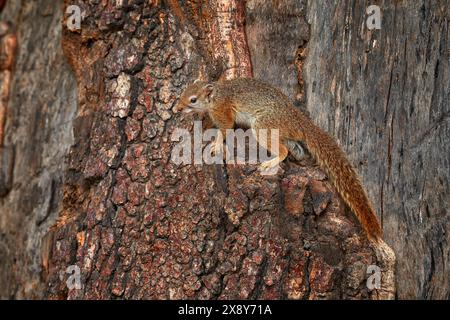 Baumstamm mit niedlichem Eichhörnchen. Okavango Delta, Botswana, Afrika. Tierwelt Natur. Baumhörnchen, Paraxerus cepapi chobiensis, Detail eines exotischen Afrikaners Stockfoto