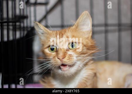 Ein Felidae Fleischfresser mit Whiskern, die Hauskatze, in einem Käfig. Klein bis mittelgroß, farbig mit Schnauze. Landtierhaltung Stockfoto