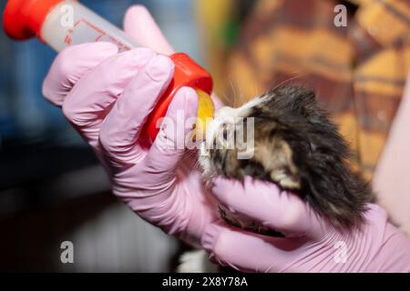 Eine Person in pinkfarbenen Handschuhen füttert ein kleines Kätzchen, ein Mitglied der Familie Felidae, und zeigt dem kleinen Fleischfresser eine pflegende Geste Stockfoto