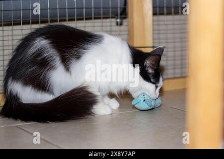 Ein kleiner bis mittelgroßer Felidae Fleischfresser mit schwarz-weißem Fell, der auf dem Boden neben einem Spielzeug liegt. Die Katzenschnurrhaare, Schnauze, Schwanz und Augen sind Vis Stockfoto