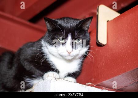 Ein Felidae mit schwarz-weißem Fell, Barthaaren und hellen Augen, der auf einem Felsvorsprung neben einer Uhr sitzt. Der kleine bis mittelgroße Fleischfresser zeigt seinen Schwanz Stockfoto