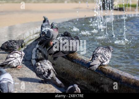 Eine Gruppe von Tauben trinkt gemütlich Wasser aus einem Stadtbrunnen, während ihre Federn im Sonnenlicht leuchten, während sie ihre Schnäbel tauchen Stockfoto