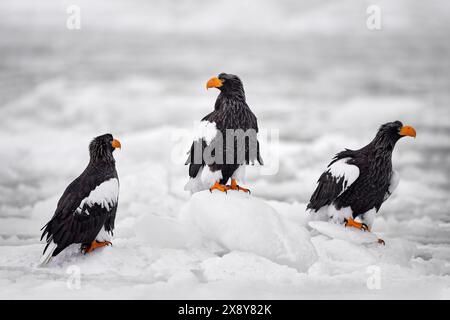 Japanische Wintertiere. Seevögel auf dem Eis. Steller's Seeadler, Haliaeetus pelagicus, Vogel mit weißem Schnee, Hokkaido, Japan. Untersuchung des Wildtierverhaltens Stockfoto