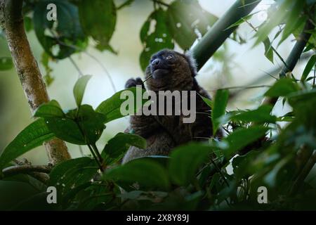 Östlicher kleiner grauer Bambuslemur, Hapalemur griseus ranomafanensis, Ranomafana NP, wilder Affe im Lebensraum. Seltener endemischer Lemur aus Madagaskar in Stockfoto