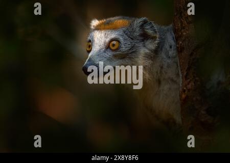 Eulemur coronatus, gekrönter Lemur, kleiner Affe Nahaufnahme Porträt, Madagaskar. Lemur guckt raus, hinter dem Baum, in der Natur des Waldes, Wildlif Stockfoto