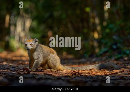 Eulemur coronatus, gekrönter Lemur, kleiner Affe mit jungen Jungen im Pelzmantel, Naturraum, Madagaskar. Lemuren im Wald Natur, Tierwelt. Stockfoto