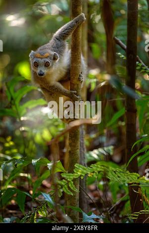 Eulemur coronatus, gekrönter Lemur, Akanin’ ny nofy, kleiner Affe im Naturraum Madagaskar. Lemuren in der Waldnatur. Stockfoto