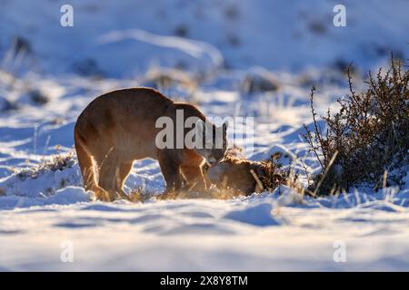 Puma fangen lama Guanaco, Natur Winter Lebensraum mit Schnee, Torres del Paine, Chile. Wilde Großkatze Cougar, Puma Concolor, Schnee Sonnenuntergang Licht und gefährlich Stockfoto