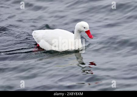 Patagonien in Chile. Coscoroba-Schwan, Vogel im Wasser. Weißer Vogel mit rotem Schnabel. Schwäne aus Puerto Natales, Chile. Natur. Gänseente in der Oberfläche W Stockfoto