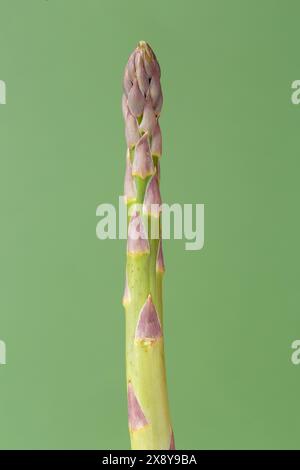 Einzelne grüne Spargelspitze auf grünem Hintergrund Stockfoto