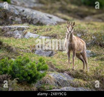 Frankreich, Hautes Pyrenäen (65), Pyrenäen-Nationalpark, izard (Rupicapra pyrenaica), Frühling Stockfoto