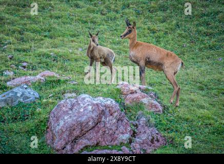 Spanien, Aragon, erwachsener Izard und seine jungen (Rupicapra pyrenaica) Stockfoto