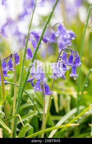 Einheimische Bluebells in Dalgety Bay, Fife, Schottland. Stockfoto