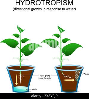 Hydrotropismus in Pflanzen. Direktionales Wachstum der Blüte als Reaktion auf Wasser. Die Wurzel wächst in Richtung Wasser. Adaptives Wachstum der Pflanze. Anlagenausrichtung. Vect Stock Vektor